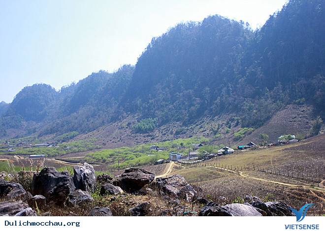 ‘’Bùa yêu’’ mang tên cung đường chữ S tại Mộc Châu - Ảnh 3 ‘’Bùa yêu’’ mang tên cung đường chữ S tại Mộc Châu - Ảnh 3