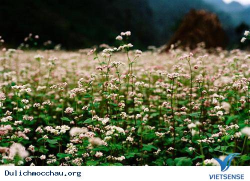 Hoa Tam Giác Mạch