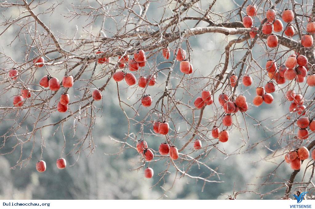 Cận Cạnh Mộc Châu Đẹp Như Mơ Những Ngày Đầu Xuân - Ảnh 6 Cận Cạnh Mộc Châu Đẹp Như Mơ Những Ngày Đầu Xuân - Ảnh 6