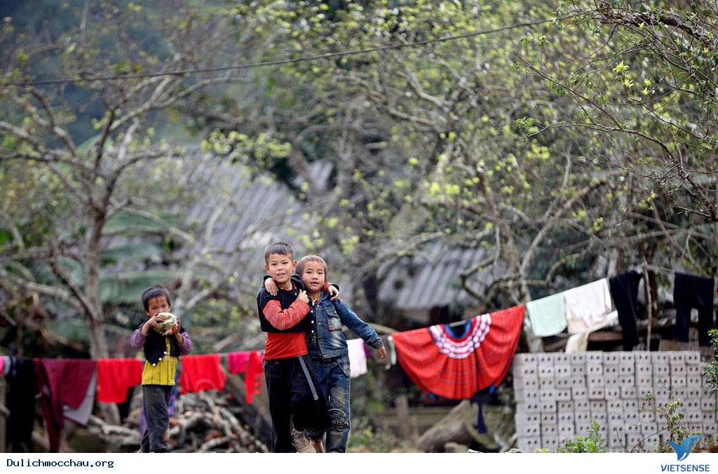 Cận Cạnh Mộc Châu Đẹp Như Mơ Những Ngày Đầu Xuân - Ảnh 12 Cận Cạnh Mộc Châu Đẹp Như Mơ Những Ngày Đầu Xuân - Ảnh 12