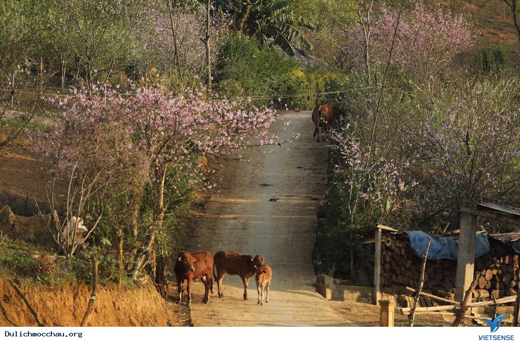Cận Cạnh Mộc Châu Đẹp Như Mơ Những Ngày Đầu Xuân - Ảnh 5 Cận Cạnh Mộc Châu Đẹp Như Mơ Những Ngày Đầu Xuân - Ảnh 5