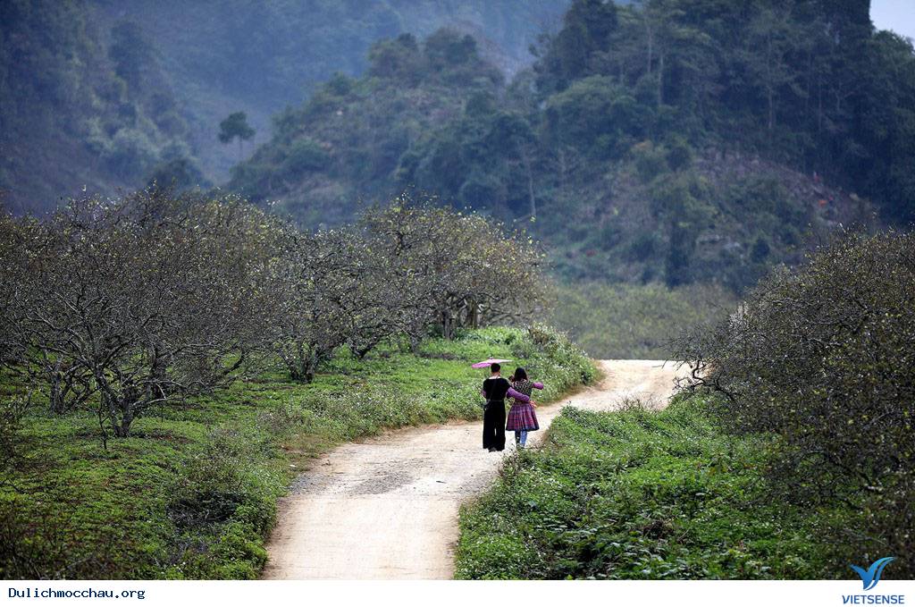 Cận Cạnh Mộc Châu Đẹp Như Mơ Những Ngày Đầu Xuân - Ảnh 17 Cận Cạnh Mộc Châu Đẹp Như Mơ Những Ngày Đầu Xuân - Ảnh 17