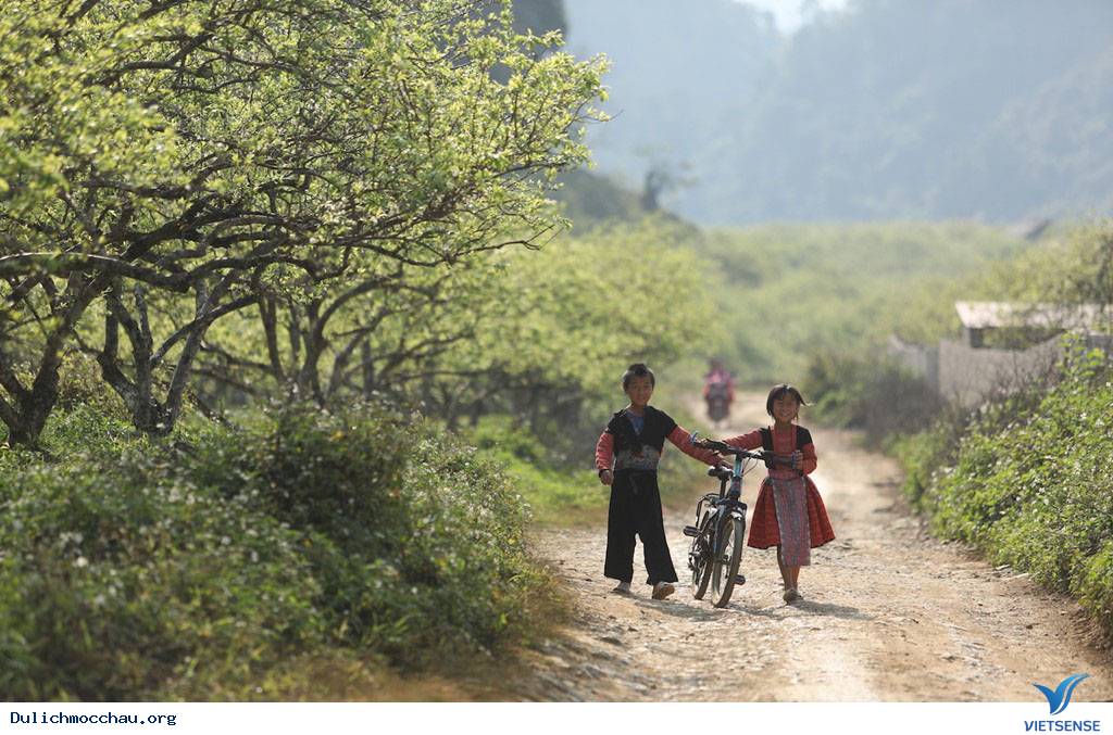 Cận Cạnh Mộc Châu Đẹp Như Mơ Những Ngày Đầu Xuân - Ảnh 16 Cận Cạnh Mộc Châu Đẹp Như Mơ Những Ngày Đầu Xuân - Ảnh 16