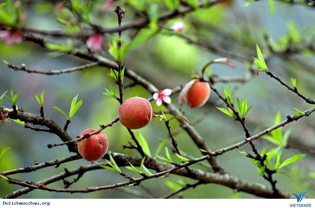 Cận Cạnh Mộc Châu Đẹp Như Mơ Những Ngày Đầu Xuân - Ảnh 8 Cận Cạnh Mộc Châu Đẹp Như Mơ Những Ngày Đầu Xuân - Ảnh 8