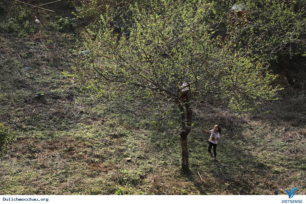 Cận Cạnh Mộc Châu Đẹp Như Mơ Những Ngày Đầu Xuân - Ảnh 9 Cận Cạnh Mộc Châu Đẹp Như Mơ Những Ngày Đầu Xuân - Ảnh 9