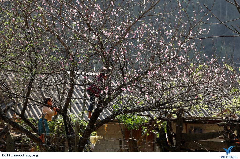 Cận Cạnh Mộc Châu Đẹp Như Mơ Những Ngày Đầu Xuân - Ảnh 7 Cận Cạnh Mộc Châu Đẹp Như Mơ Những Ngày Đầu Xuân - Ảnh 7