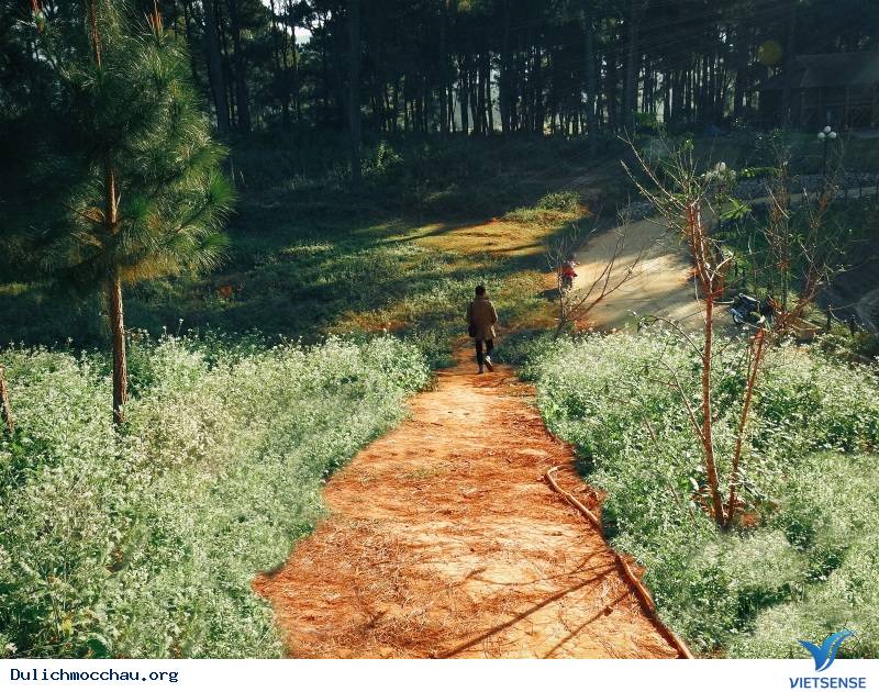 Cận cảnh mùa Hoa Cải - Mộc Châu - Ảnh 3 Cận cảnh mùa Hoa Cải - Mộc Châu - Ảnh 3