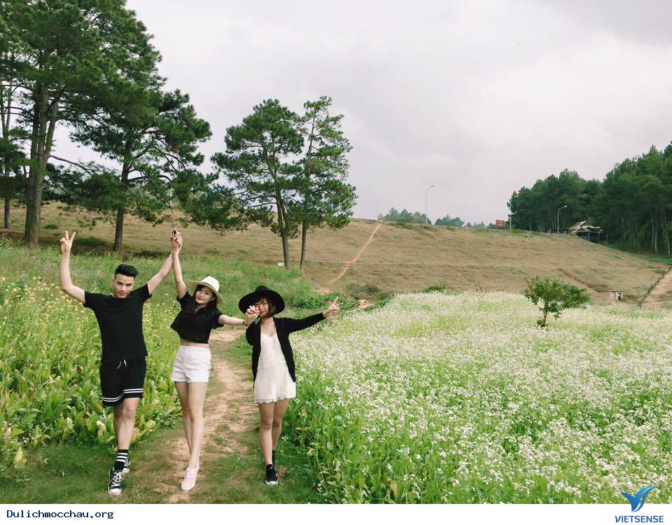 Cận cảnh mùa Hoa Cải - Mộc Châu - Ảnh 5 Cận cảnh mùa Hoa Cải - Mộc Châu - Ảnh 5