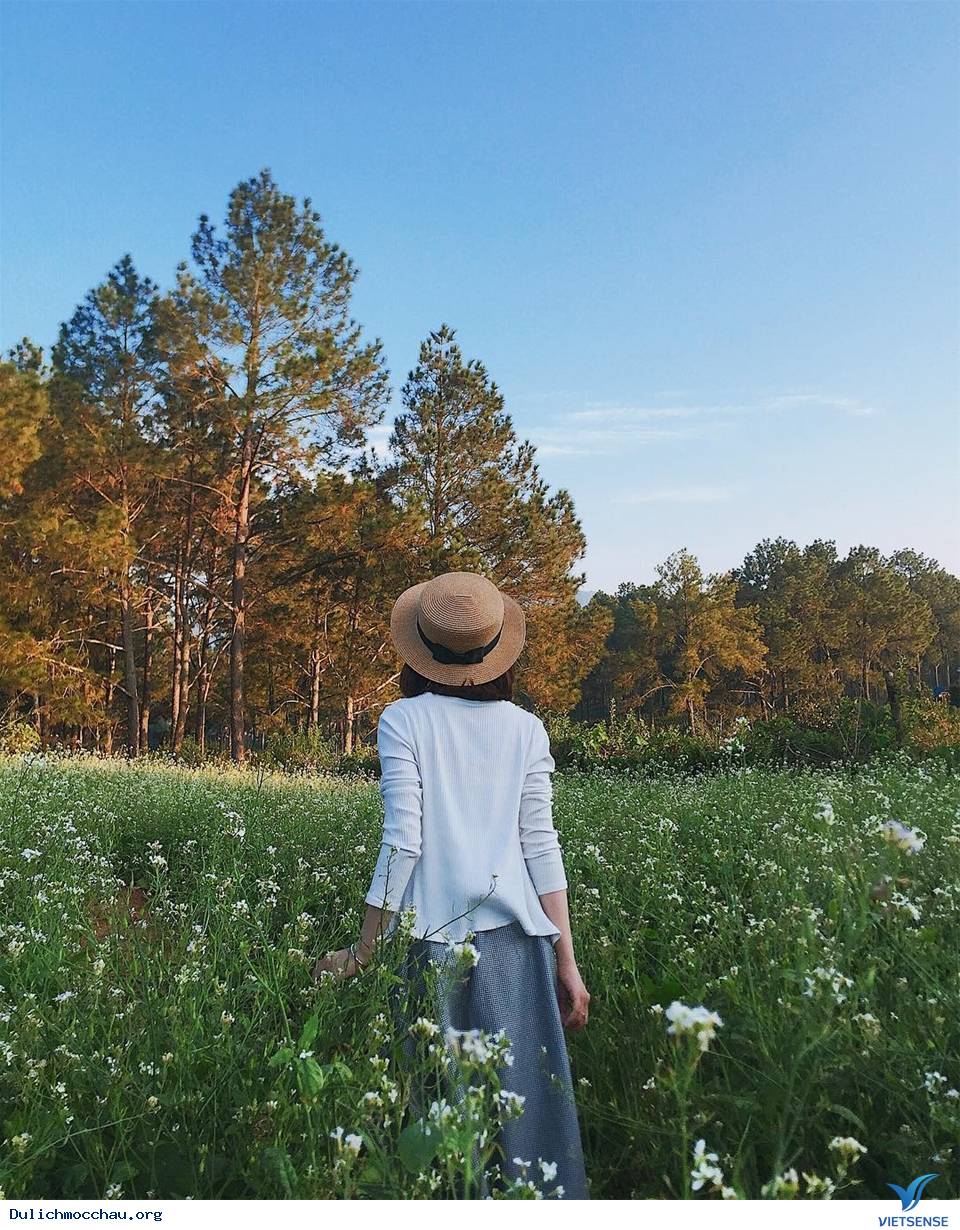 Cận cảnh mùa Hoa Cải - Mộc Châu - Ảnh 4 Cận cảnh mùa Hoa Cải - Mộc Châu - Ảnh 4