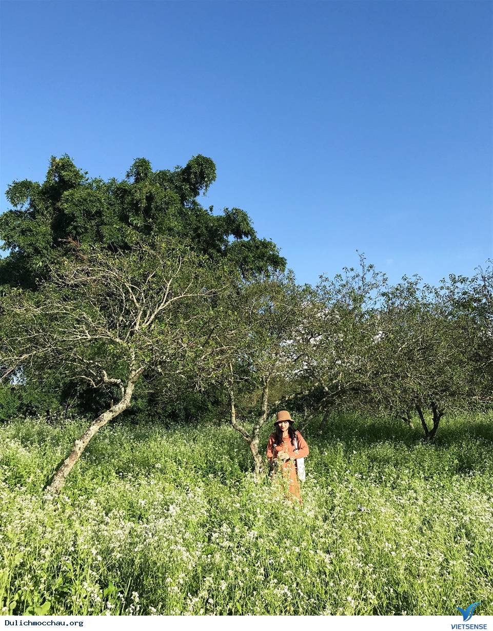 Cận cảnh mùa Hoa Cải - Mộc Châu - Ảnh 7 Cận cảnh mùa Hoa Cải - Mộc Châu - Ảnh 7