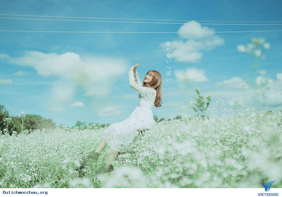 Cận cảnh mùa Hoa Cải - Mộc Châu - Ảnh 8 Cận cảnh mùa Hoa Cải - Mộc Châu - Ảnh 8