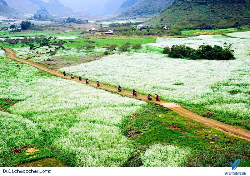 Cảnh đẹp Hoa Cải - Mộc Châu - Ảnh 6