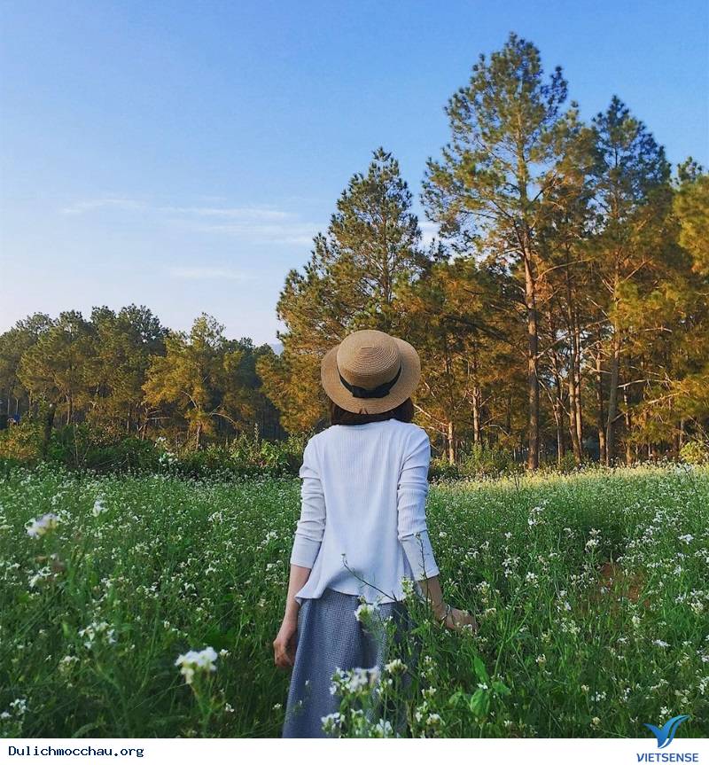 Cảnh đẹp Hoa Cải - Mộc Châu - Ảnh 8