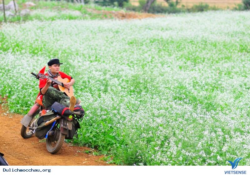 Cảnh đẹp Hoa Cải - Mộc Châu - Ảnh 7
