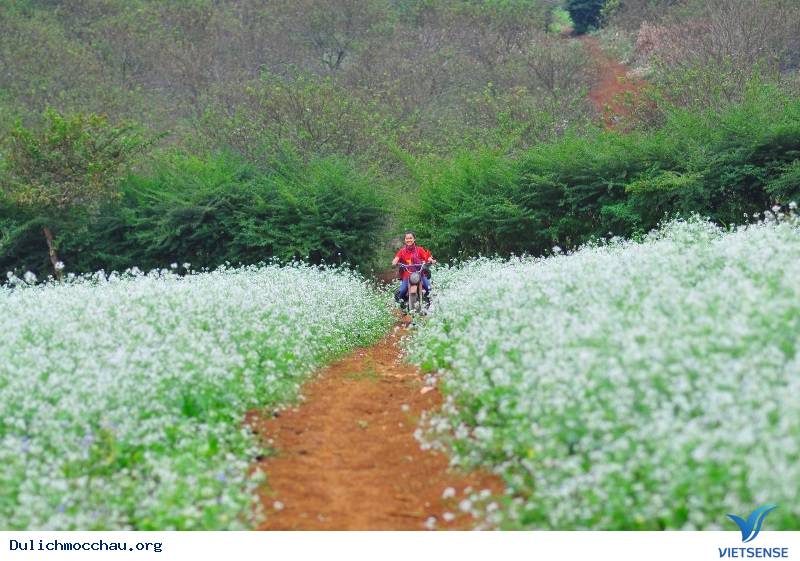 Cảnh đẹp Hoa Cải - Mộc Châu - Ảnh 3
