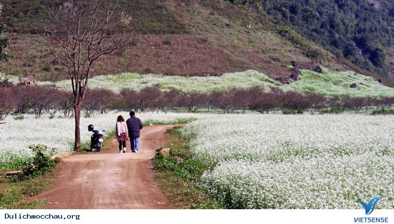 Cảnh đẹp Hoa Cải - Mộc Châu - Ảnh 13