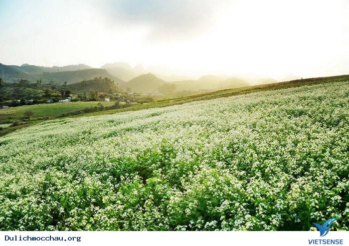 Cảnh đẹp Hoa Cải - Mộc Châu - Ảnh 2