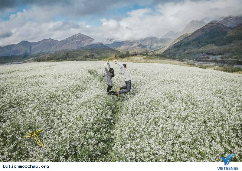 Cảnh đẹp Hoa Cải - Mộc Châu - Ảnh 14