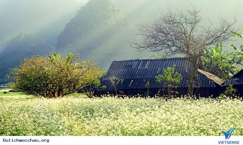Cảnh đẹp Hoa Cải - Mộc Châu - Ảnh 5