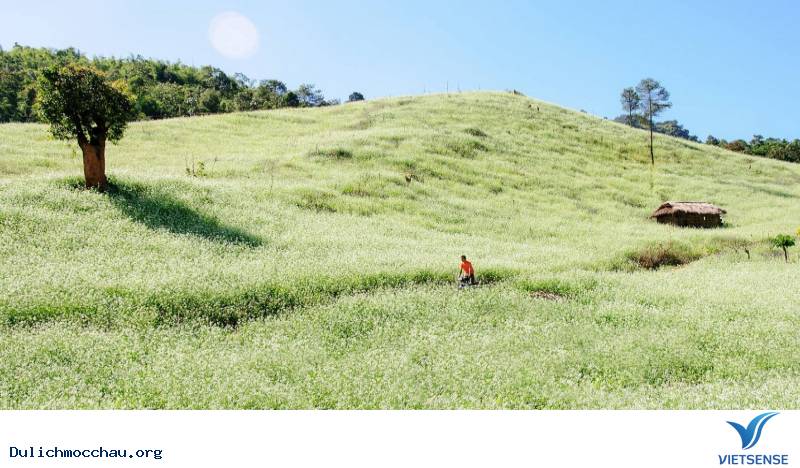 Cảnh đẹp Hoa Cải - Mộc Châu - Ảnh 11