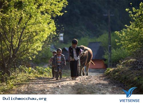 Cao Nguyên Mộc Châu Đẹp Mơ Màng - Ảnh 14