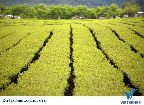 Cao Nguyên Mộc Châu Đẹp Mơ Màng - Ảnh 4