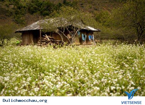 Cao Nguyên Mộc Châu Đẹp Mơ Màng - Ảnh 1