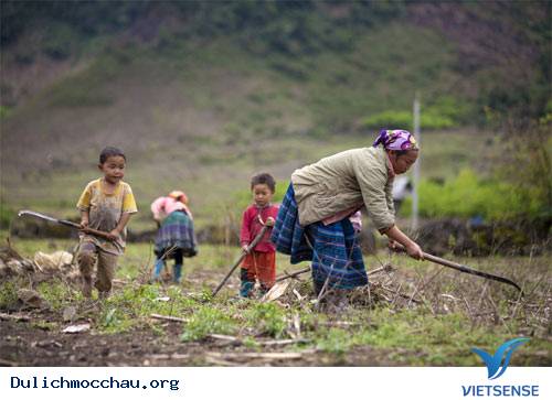 Cao Nguyên Mộc Châu Đẹp Mơ Màng - Ảnh 15