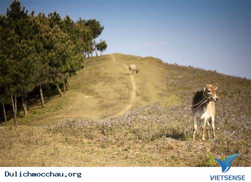 Cao Nguyên Mộc Châu Đẹp Mơ Màng - Ảnh 5