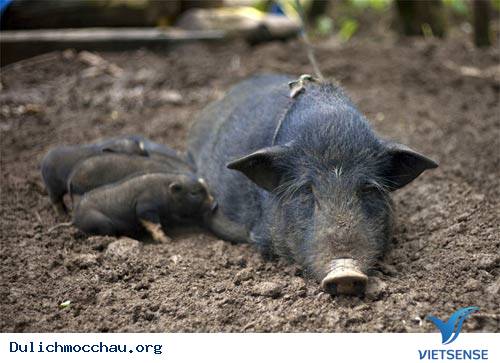 Cao Nguyên Mộc Châu Đẹp Mơ Màng - Ảnh 6