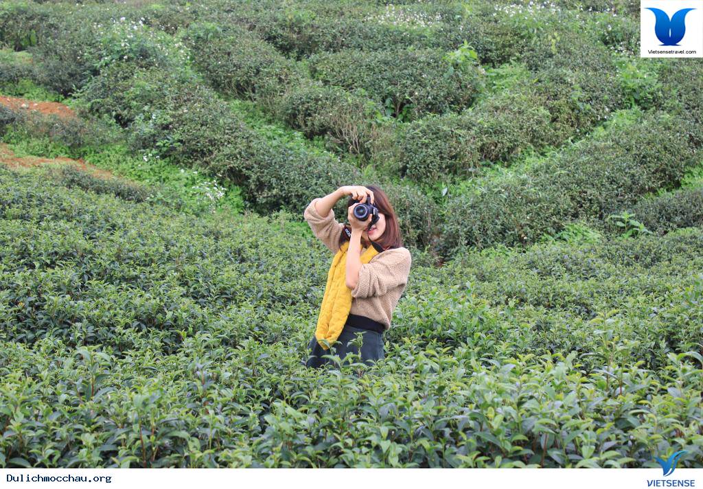 Cao Nguyên Mộc Châu Những Mùa Hoa - Ảnh 6