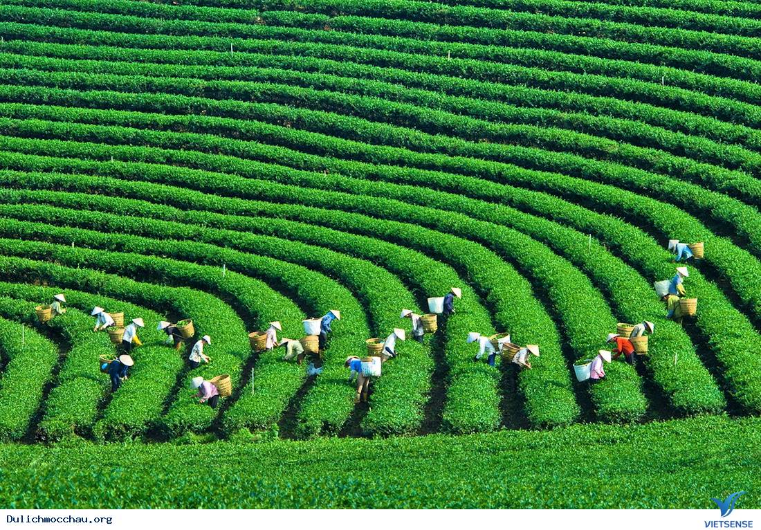 Check – in đồi chè Mộc Sương trên cao nguyên Mộc Châu - Ảnh 3