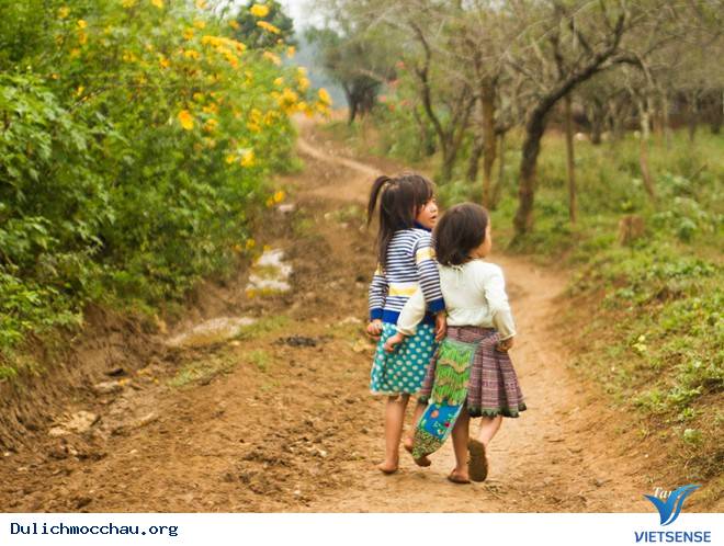 Chiêm Ngưỡng Thiên Đường Hoa Cải Nở Trắng Cao Nguyên Mộc Châu - Ảnh 10