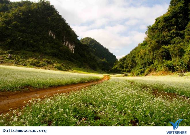 Chiêm Ngưỡng Thiên Đường Hoa Cải Nở Trắng Cao Nguyên Mộc Châu - Ảnh 3