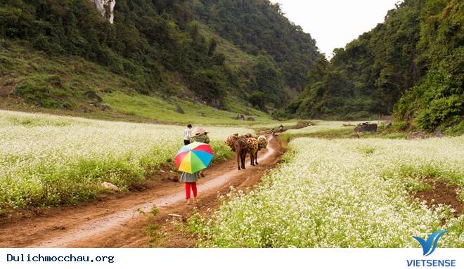 Chiêm Ngưỡng Thiên Đường Hoa Cải Nở Trắng Cao Nguyên Mộc Châu - Ảnh 2