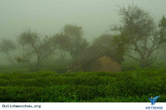 Chiêm Ngưỡng Thiên Đường Hoa Cải Nở Trắng Cao Nguyên Mộc Châu - Ảnh 5