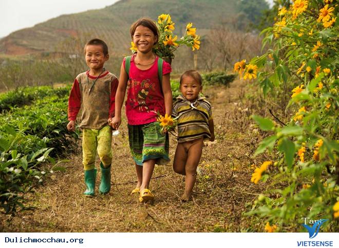 Chiêm Ngưỡng Thiên Đường Hoa Cải Nở Trắng Cao Nguyên Mộc Châu - Ảnh 6