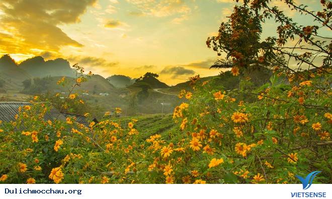 Chiêm Ngưỡng Thiên Đường Hoa Cải Nở Trắng Cao Nguyên Mộc Châu - Ảnh 4