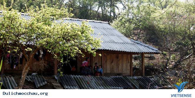 Chùm Ảnh Mùa Xuân Trên Cao Nguyên Mộc Châu - Ảnh 4 Chùm Ảnh Mùa Xuân Trên Cao Nguyên Mộc Châu - Ảnh 4