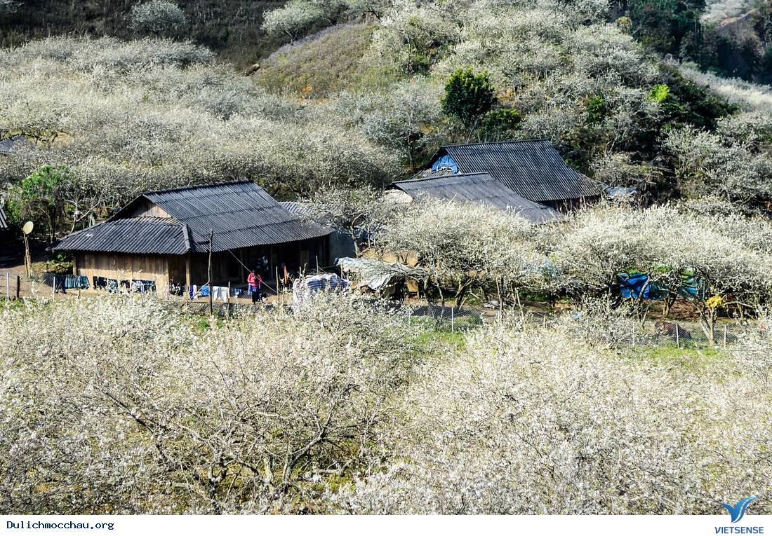 Đếm Ngược Những Ngày Cuối Năm Đến Với hành trình Mộc Châu Và Mùa Hoa Mận Trắng - Ảnh 4