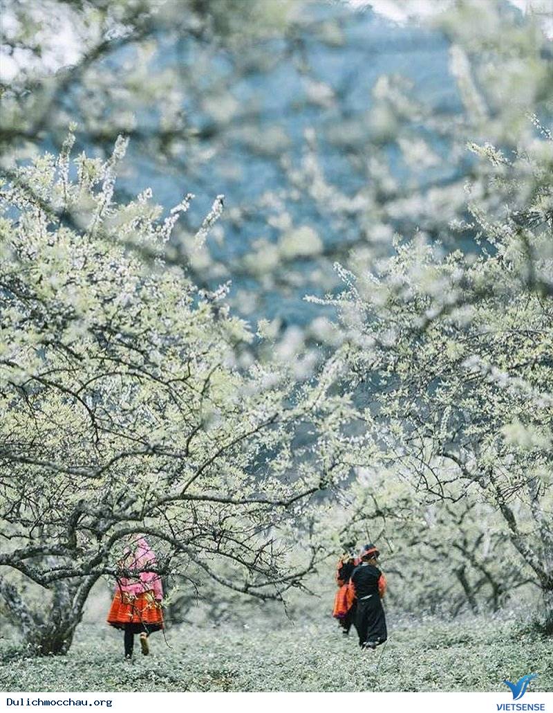 Đếm Ngược Những Ngày Cuối Năm Đến Với hành trình Mộc Châu Và Mùa Hoa Mận Trắng - Ảnh 3