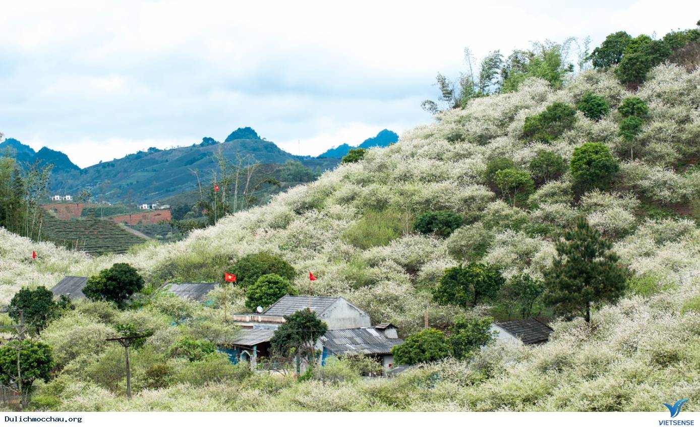Đếm Ngược Những Ngày Cuối Năm Đến Với hành trình Mộc Châu Và Mùa Hoa Mận Trắng - Ảnh 2