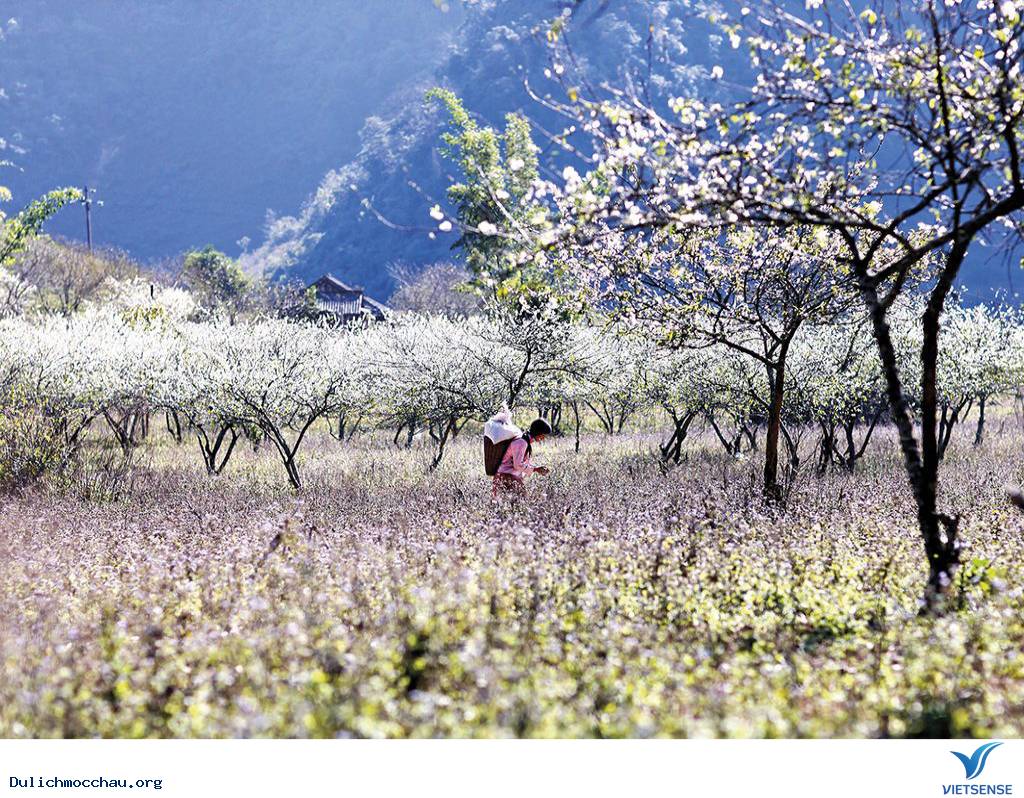 Đếm Ngược Những Ngày Cuối Năm Đến Với hành trình Mộc Châu Và Mùa Hoa Mận Trắng - Ảnh 1