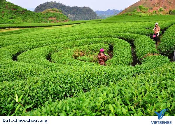 Điểm Danh Những Đồi Chè Tuyệt Đẹp Ở Mộc Châu - Ảnh 3 Điểm Danh Những Đồi Chè Tuyệt Đẹp Ở Mộc Châu - Ảnh 3