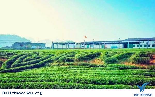 Điểm Danh Những Đồi Chè Tuyệt Đẹp Ở Mộc Châu - Ảnh 1 Điểm Danh Những Đồi Chè Tuyệt Đẹp Ở Mộc Châu - Ảnh 1