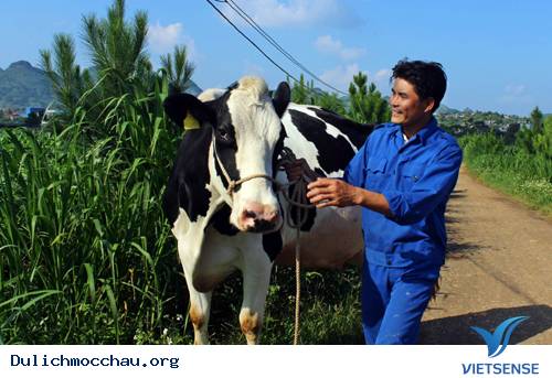 Độc Đáo Cuộc Thi "Hoa Hậu Bò Sữa" Trên Cao Nguyên Mộc Châu - Ảnh 2 Độc Đáo Cuộc Thi "Hoa Hậu Bò Sữa" Trên Cao Nguyên Mộc Châu - Ảnh 2