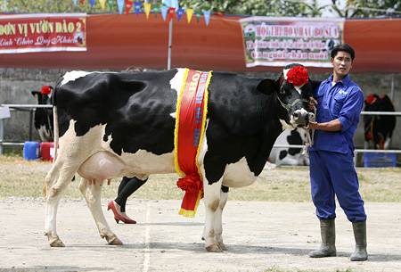 Độc Đáo Cuộc Thi "Hoa Hậu Bò Sữa" Trên Cao Nguyên Mộc Châu - Ảnh 1 Độc Đáo Cuộc Thi "Hoa Hậu Bò Sữa" Trên Cao Nguyên Mộc Châu - Ảnh 1