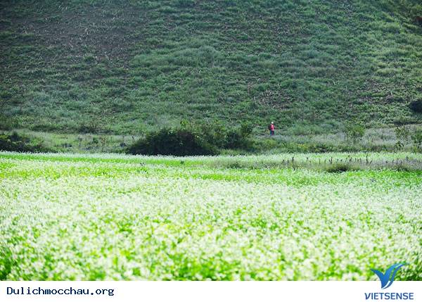 hành trình Mộc Châu chiêm ngưỡng vẻ đẹp của các loài hoa - Ảnh 1