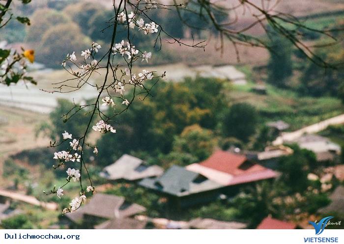 hành trình Mộc Châu Có Gì Những Ngày Xuân Tháng 3 - Ảnh 3