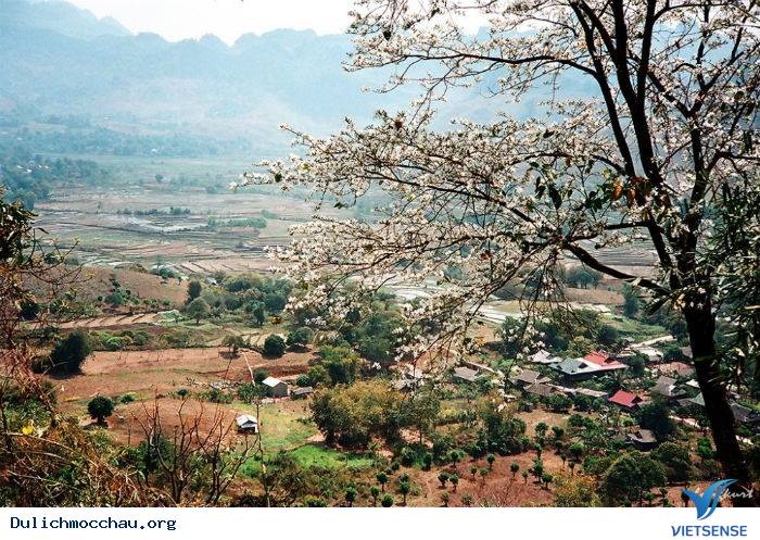 hành trình Mộc Châu Có Gì Những Ngày Xuân Tháng 3 - Ảnh 1